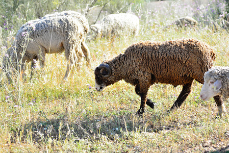 Sheep grazing in the pasture of Extremadura 