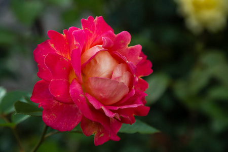 花园 玫瑰 美丽的 花的 花瓣 春天 分支 墙纸 夏天 美女