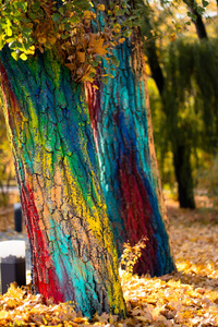 自然 秋天 落下 艺术 木材 风景 季节 树叶 颜色 公园