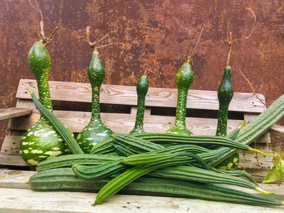 美味的 西葫芦 植物 特写镜头 素食主义者 蔬菜 收获 花园