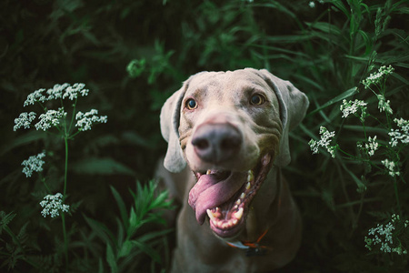 大舌头灰狗在绿色植物中放松照片