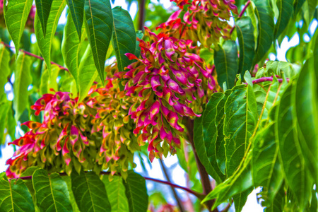 美丽的 花的 阳光 植物区系 公司 漆树 自然 粉红色 植物学