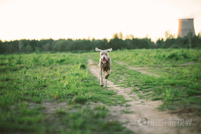戴着项圈的狗在大自然的草地上漫步