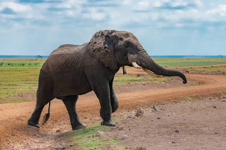 象牙 厚皮动物 旅行 可爱的 环境 食草动物 肯尼亚 荒野