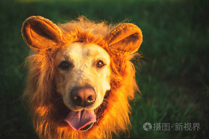 绿色田野里有着假狮子鬃毛的有趣的大狗