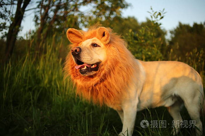 阳光明媚的傍晚森林里有一只可爱的假鬃毛狗