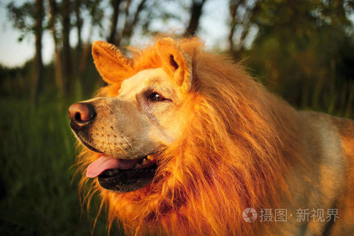 阳光明媚的傍晚森林里有一只可爱的假鬃毛狗