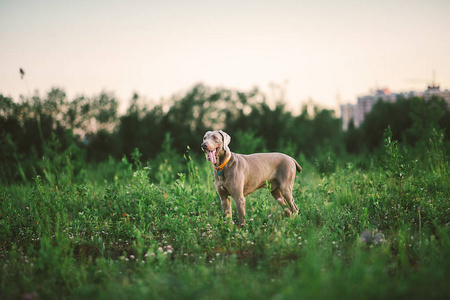 大灰狗漫步在绿色美丽的草地上