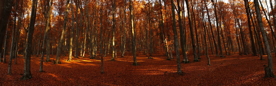 Autumn panorama of forest landscape with dried leaves and beech 