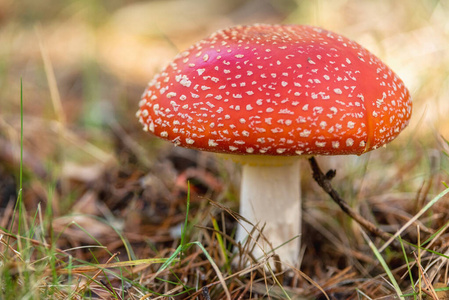 毒蘑菇图片-毒蘑菇素材-毒蘑菇插画-摄图新视界