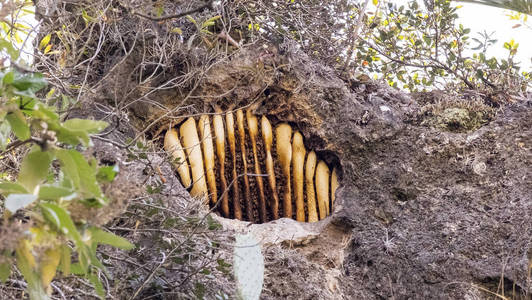 蜂巢名片图片大全