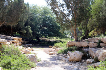 以色列 追踪 秋天 植物区系 太阳 步行 地平线 自然 天空