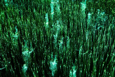 抽象背景-夜光草照片