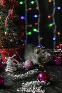 圣诞老鼠象征着2020年的新年。鼠年。2020年春节。圣诞玩具，博克