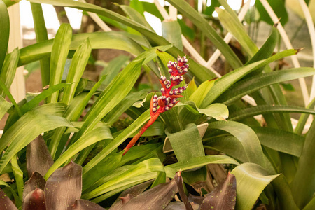 生长 夏天 粉红色 开花 春天 花的 植物 植物学 漂亮的