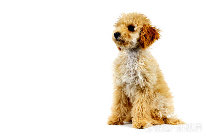白色背景的米色贵宾犬照片 正版商用图片25py1p 摄图新视界 白色背景的米色贵宾犬照片 正版商用图片25py1p 摄图新视界