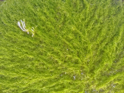 明亮的绿色海藻填充框架作为一个纹理照片