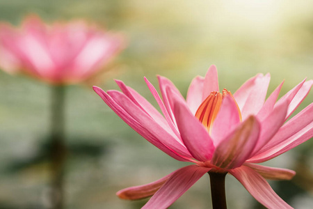 池塘里的粉红色睡莲。