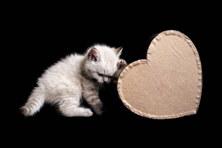 Cute little white kitten on a black background. leaned on a box 