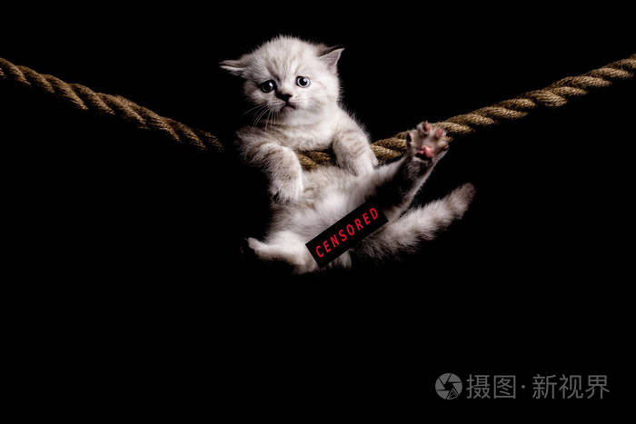 黑色背景上可爱的白色小猫 挂在r上照片 正版商用图片25q2dg 摄图新视界