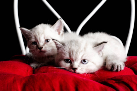 two cute kittens are resting on the pillow. Isolated on a black 