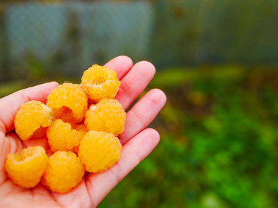 黄覆盆子.手里拿着覆盆子.灌木上长着黄色的覆盆子.