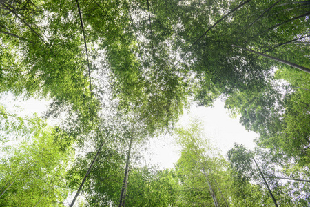 竹林竹林夏晴图片