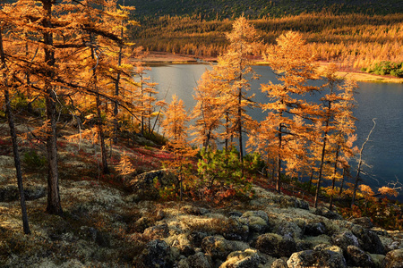 季节 美丽的 森林 公园 风景 落下 反射 自然 美女 秋天