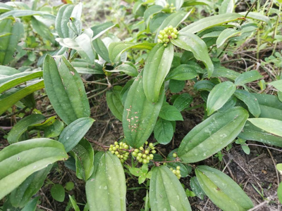 维管束植物图片