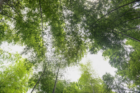 竹林竹林夏晴图片