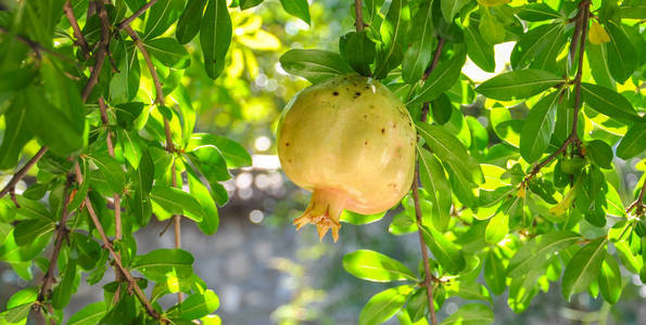 夏天 水果 食物 农场 树叶 甜点 石榴石 植物 自然 营养