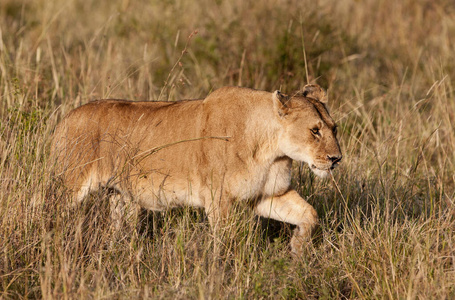 非洲 玛拉 奥卡万戈 克鲁格 非洲野生动物 哺乳动物 国家的