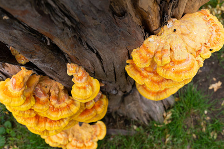 树桩上的真菌照片
