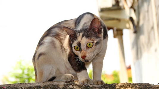  Stray cat in selective focus, blurry photo