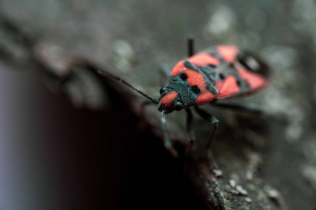 黑皮栎Pyrrhocoris apterus坐在树皮上