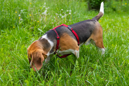 花园里的小猎犬