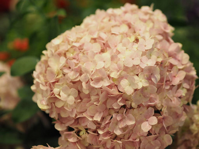 野花 生长 灌木 盛开 集中 植物区系 植物 雄蕊 开花