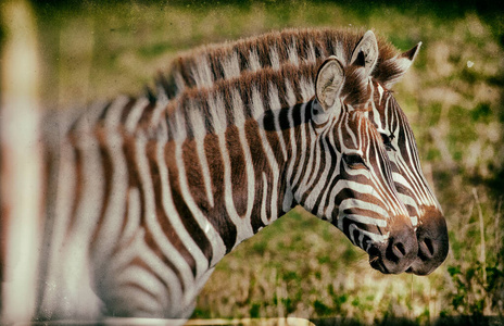 自然 塞伦盖蒂 克鲁格 非洲动物 布切尔 游戏 草地 肯尼亚