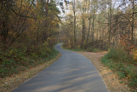 道路 车道 路面 公园 季节 森林 沥青 秋天 曲线 美丽的
