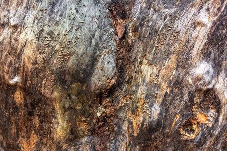 公园 特写镜头 纹理 松木 环境 植物 古老的 树皮 森林