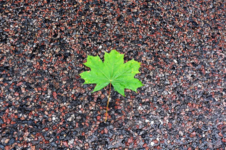 十一月 阳光 植物区系 季节 公园 特写镜头 九月 地面