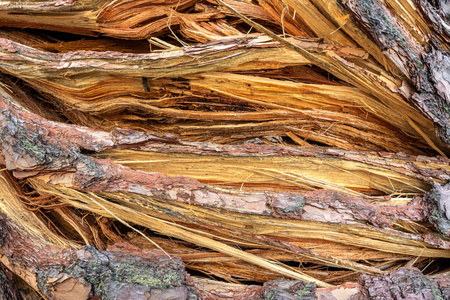 木材 破裂 植物 古老的 自然 环境 纹理 颜色 特写镜头