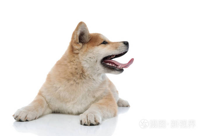 可爱的秋田因伸出舌头