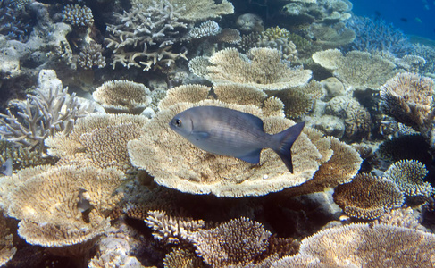 游泳 加勒比 动物 暗礁 生活 颜色 海的 珊瑚 海洋 浅滩