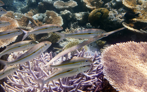 生活 动物 海洋 马尔代夫 水下 水肺 美女 珊瑚 旅行