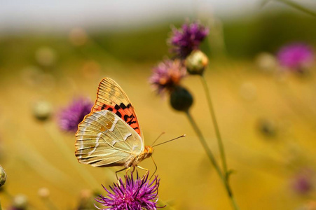 蝴蝶 自然 温柔 美丽的 音调 昆虫 植物 生物学