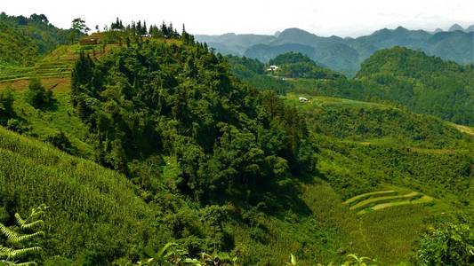 天空 植物 梯田 泰国 自然 领域 栽培 大米 日出 农事