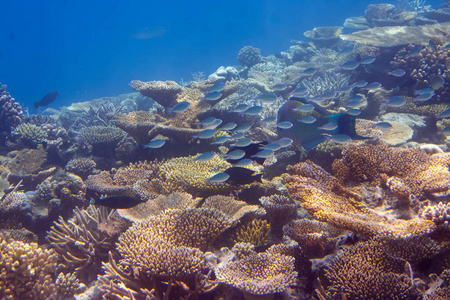 颜色 潜水 深的 水下 野生动物 海的 学校 动物 水肺