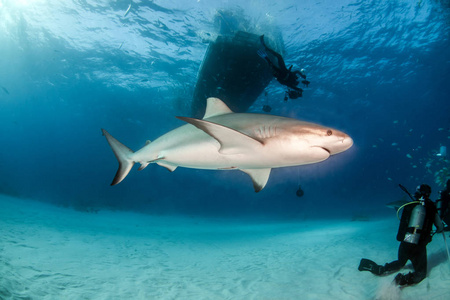 巴哈马群岛的加勒比海礁鲨