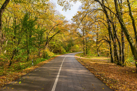 林地 风景 环境 季节 场景 树干 道路 国家 旅行 秋天